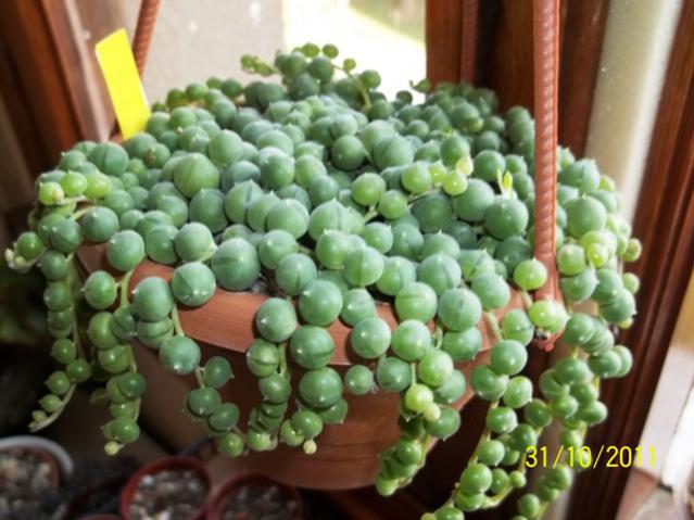 Name:  100_1247.jpg
Views: 1889
Size:  47.5 KB