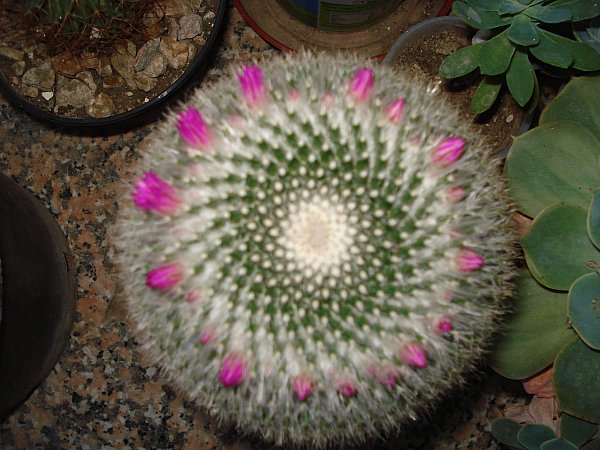Name:  DSC02471.jpg
Views: 4996
Size:  69.9 KB