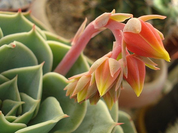Name:  DSC03289.jpg
Views: 6634
Size:  45.9 KB