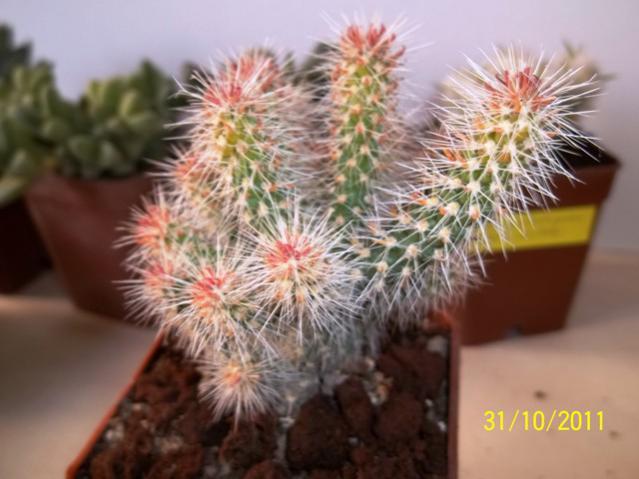 Name:  100_1262.jpg
Views: 908
Size:  41.9 KB