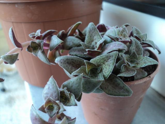 Name:  Image00009.jpg
Views: 1406
Size:  37.6 KB