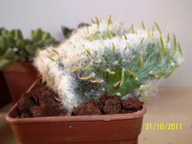 Name:  100_1260.jpg
Views: 1069
Size:  32.4 KB