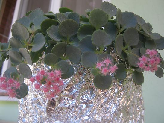 Name:  sedum sieboldii.JPG
Views: 1723
Size:  58.1 KB
