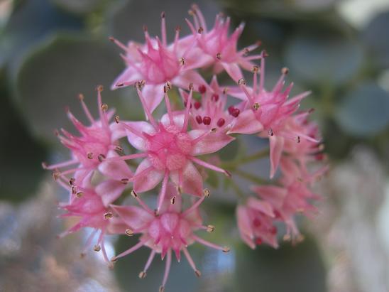 Name:  s sieboldii.JPG
Views: 1582
Size:  38.1 KB
