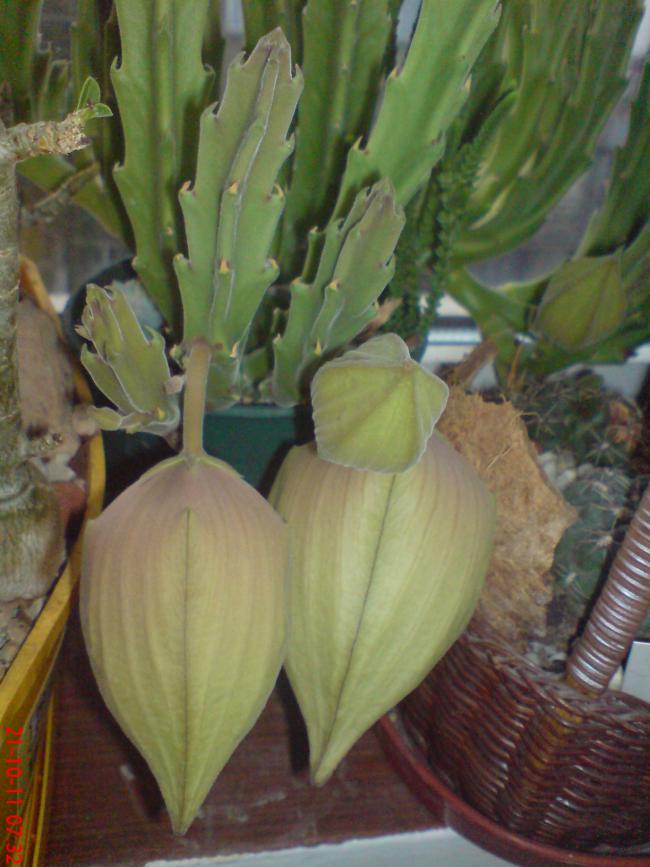 Name:  elf 073.jpg
Views: 435
Size:  66.2 KB