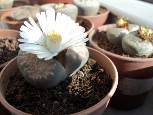 Name:  Image00004.jpg
Views: 1258
Size:  38.5 KB