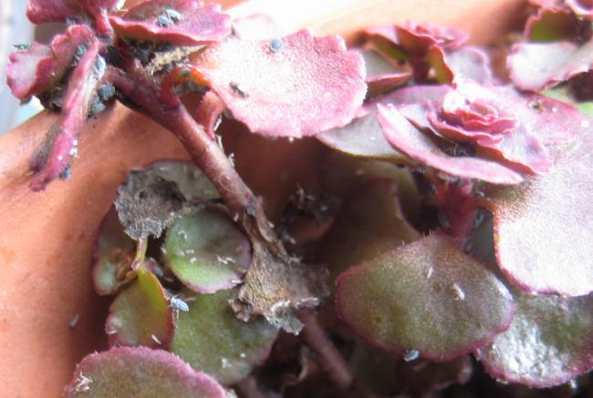 Name:  2011-11-05 084.jpg
Views: 1176
Size:  43.7 KB