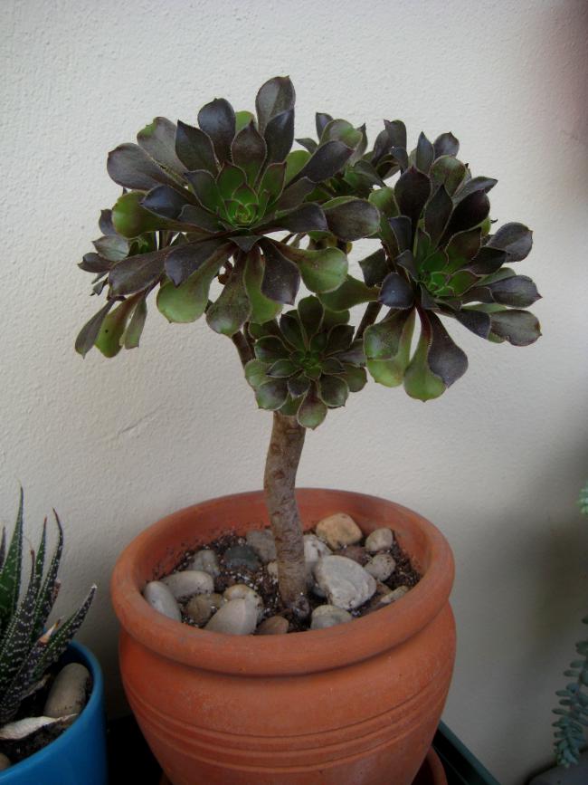 Name:  2011-11-05 031.jpg
Views: 1394
Size:  66.0 KB