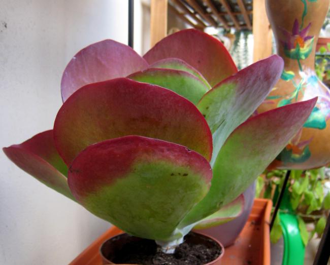 Name:  2011-11-05 049.jpg
Views: 1103
Size:  38.2 KB