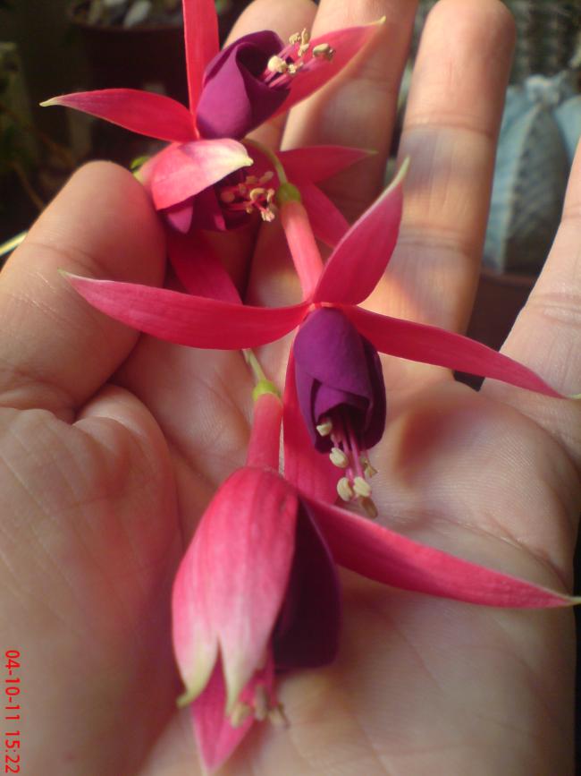 Name:  elf 040.jpg
Views: 393
Size:  48.5 KB