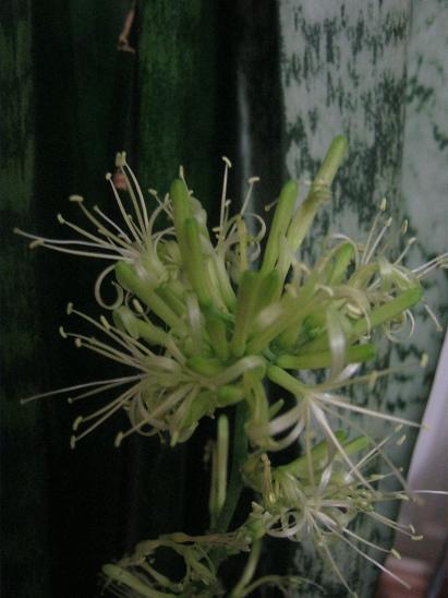 Name:  kl iek1.JPG
Views: 2336
Size:  37.9 KB