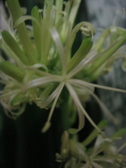 Name:  kl iek2.JPG
Views: 2181
Size:  28.9 KB