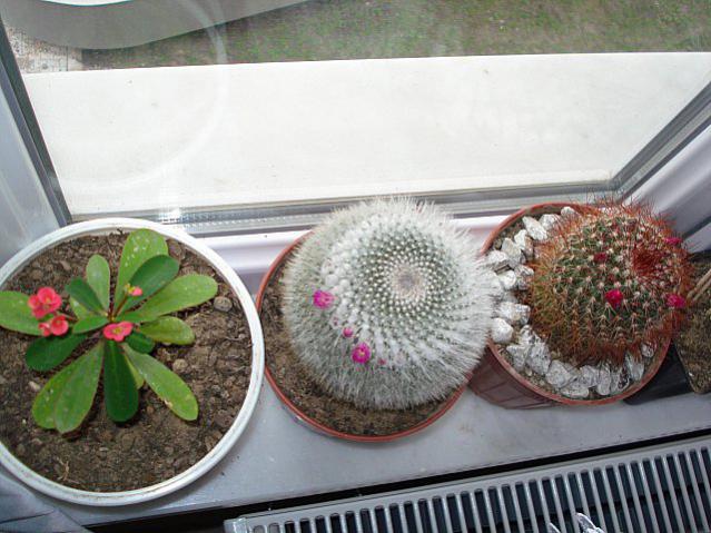 Name:  DSC03393.jpg
Views: 2430
Size:  56.2 KB