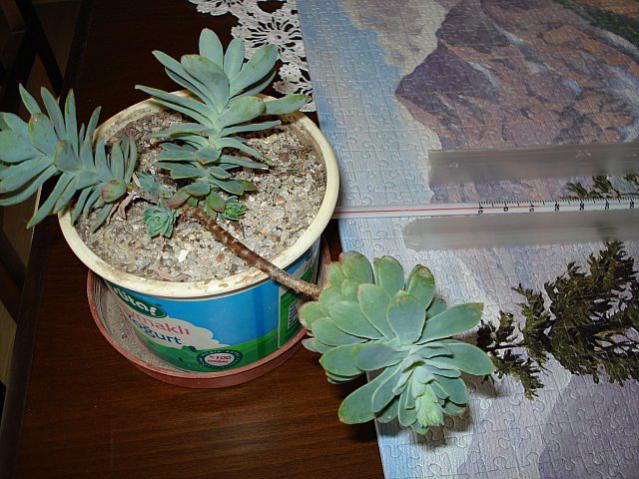 Name:  DSC03394.jpg
Views: 2695
Size:  59.3 KB