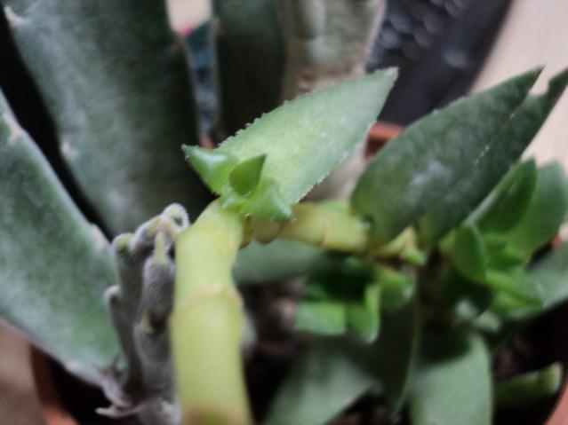 Name:  Image00003.jpg
Views: 1211
Size:  27.7 KB