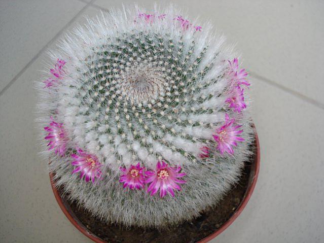 Name:  DSC03414.jpg
Views: 2812
Size:  50.1 KB