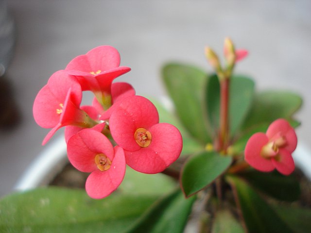 Name:  DSC03426.jpg
Views: 2965
Size:  34.0 KB