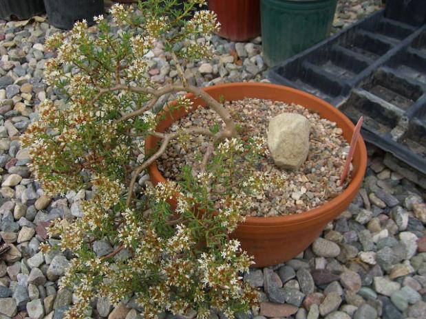 Name:  Crassula sarcocaulis.jpg
Views: 1534
Size:  71.2 KB