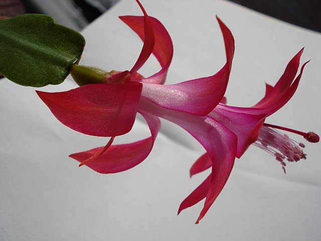 Name:  DSC03579.jpg
Views: 2257
Size:  42.0 KB