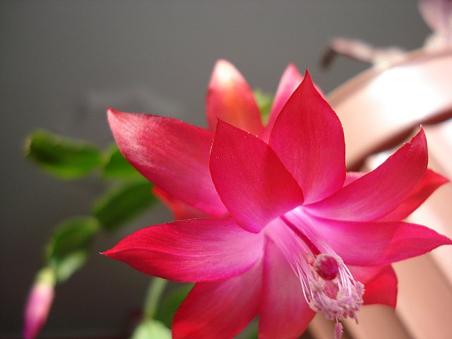 Name:  DSC03586.jpg
Views: 2288
Size:  38.0 KB