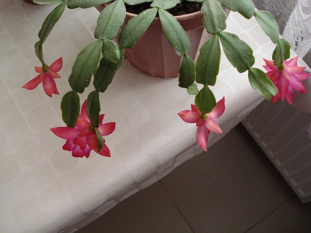 Name:  DSC03624.jpg
Views: 1851
Size:  56.6 KB