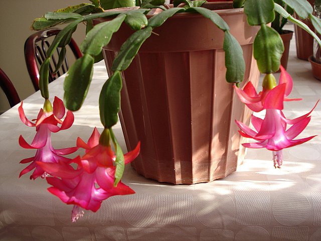 Name:  DSC03627.jpg
Views: 1780
Size:  67.5 KB