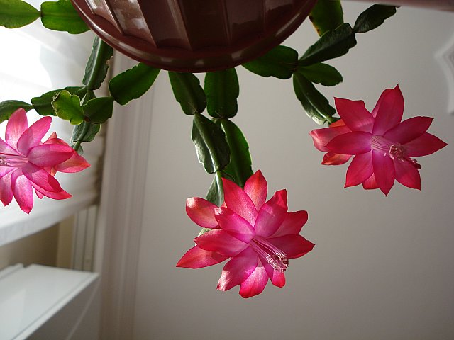 Name:  DSC03628.jpg
Views: 1824
Size:  48.7 KB