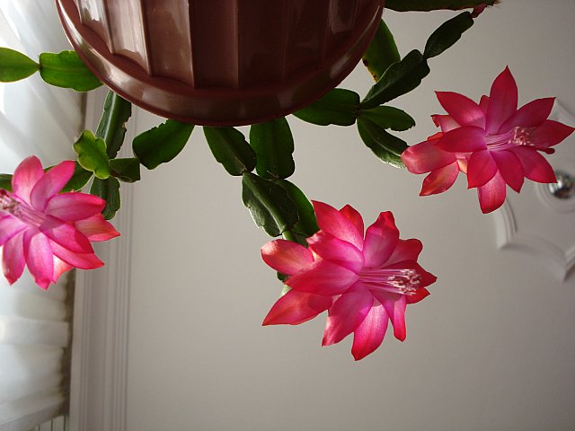 Name:  DSC03630.jpg
Views: 1779
Size:  47.2 KB