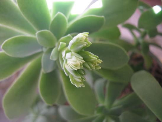 Name:  sedum palmeri.JPG
Views: 1958
Size:  34.1 KB