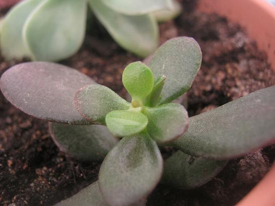 Name:  crasulla ovata1.JPG
Views: 2000
Size:  41.5 KB