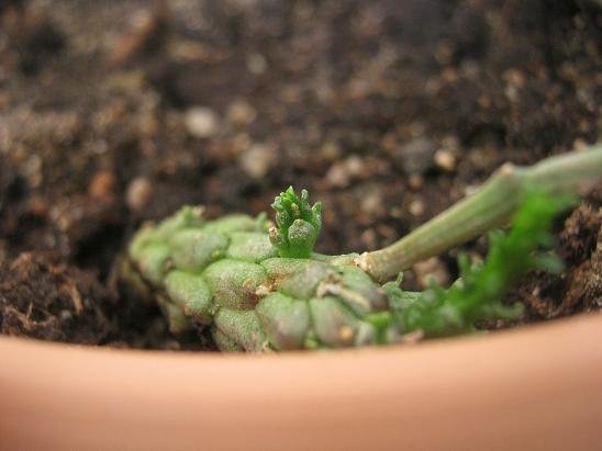 Name:  e. flaganii.JPG
Views: 2093
Size:  38.8 KB