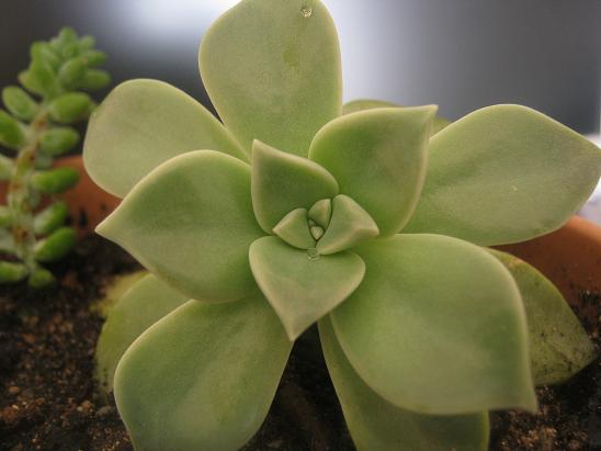 Name:  graptopetalum.JPG
Views: 1965
Size:  37.9 KB