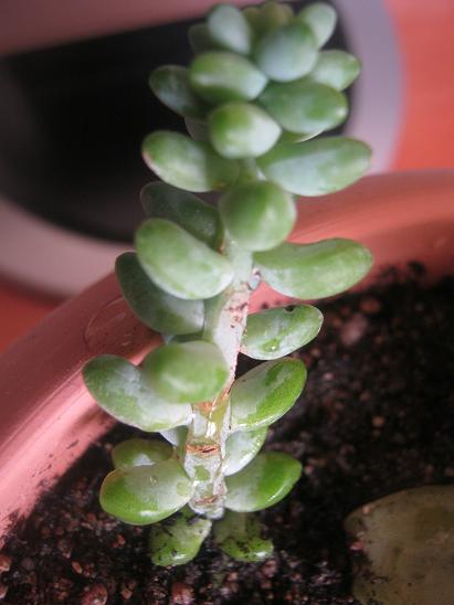 Name:  sedum burrto.JPG
Views: 1984
Size:  34.7 KB