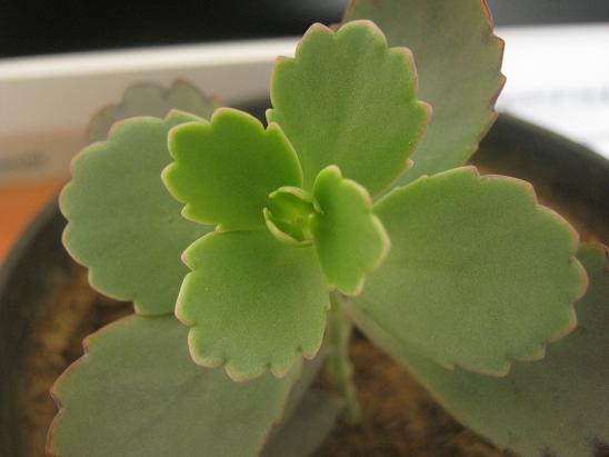 Name:  kalanchoe fedschenkoi.JPG
Views: 1946
Size:  34.4 KB