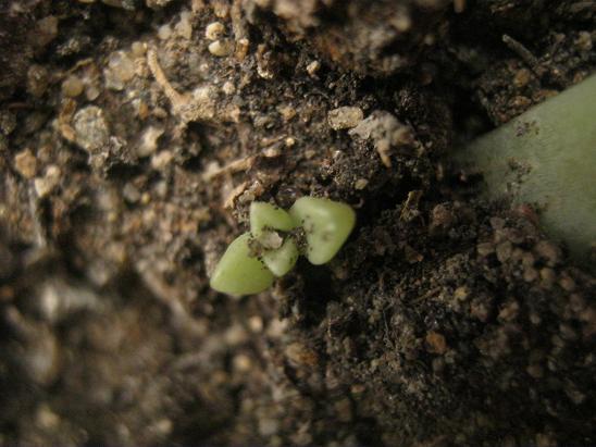Name:  yavru graptopetalum.JPG
Views: 1987
Size:  52.3 KB