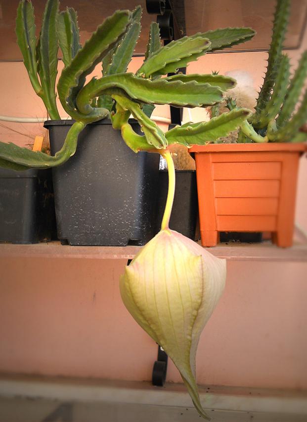 Name:  stapelia gigantea 1.jpg
Views: 1801
Size:  58.8 KB