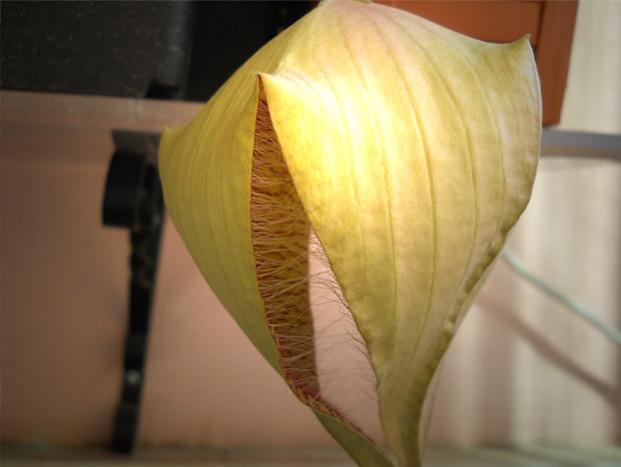 Name:  stapelia gigantea 2.jpg
Views: 1207
Size:  25.4 KB