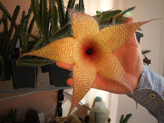 Name:  stapelia gigantea 3.jpg
Views: 2412
Size:  54.5 KB