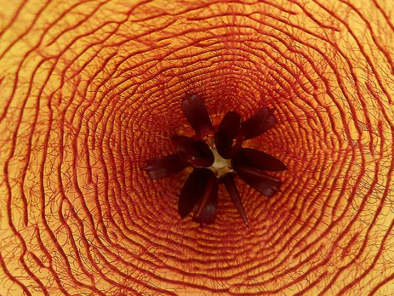 Name:  stapelia gigantea gobek.jpg
Views: 1161
Size:  71.5 KB