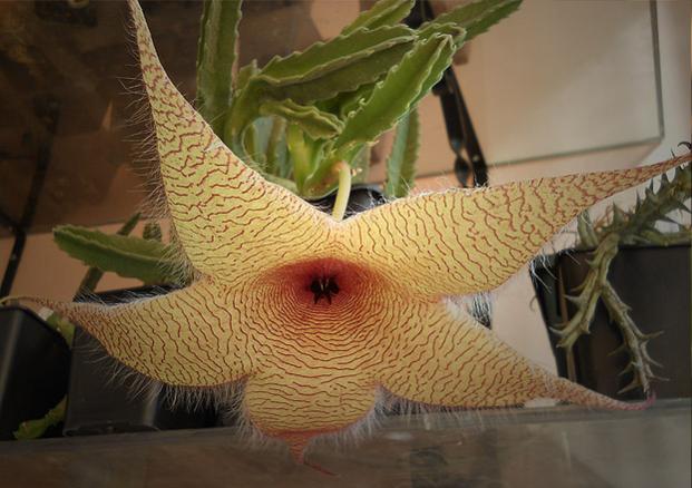 Name:  stapelia gigantea 4.jpg
Views: 1121
Size:  44.3 KB