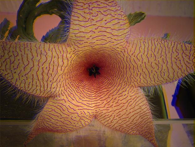 Name:  stapelia gigantea 3D.jpg
Views: 3133
Size:  58.4 KB