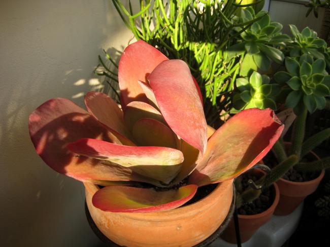 Name:  2011-12-03 Kalanchoe thyrsiflora.jpg
Views: 1777
Size:  43.8 KB