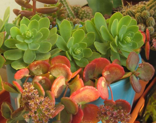 Name:  2011-12-02 sedum palmeri tomurcuk.jpg
Views: 1743
Size:  57.5 KB