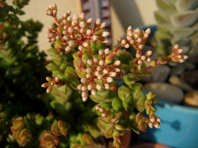 Name:  2011-12-02 crassula rupestris iek.jpg
Views: 1772
Size:  42.3 KB