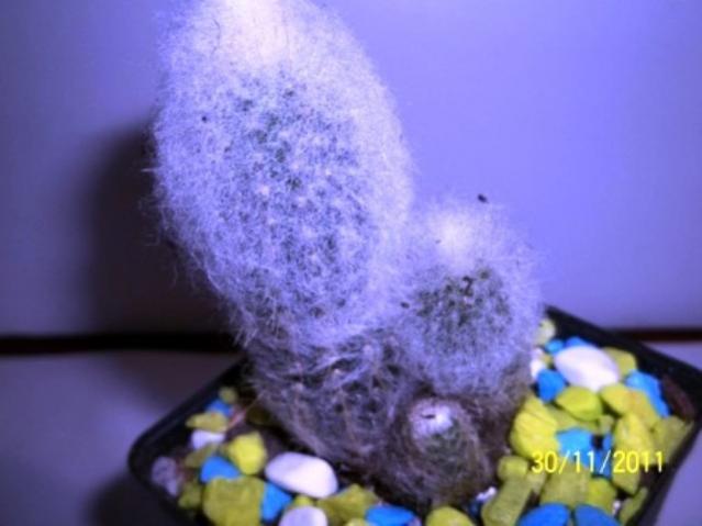 Name:  100_1367.jpg
Views: 876
Size:  31.0 KB