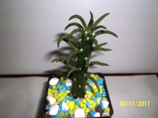 Name:  100_1369.jpg
Views: 927
Size:  27.3 KB