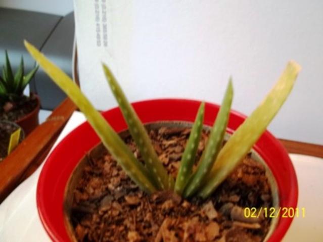 Name:  100_1391.jpg
Views: 933
Size:  30.2 KB