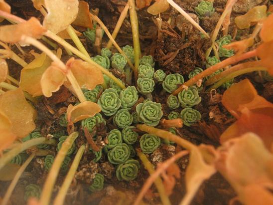 Name:  sedum sieboldii.JPG
Views: 2514
Size:  58.1 KB