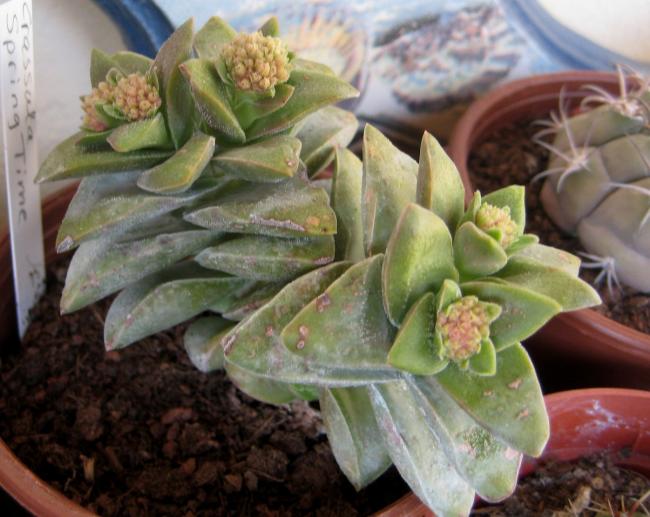 Name:  2011-12-03 003 crassula springtime.jpg
Views: 2889
Size:  50.2 KB