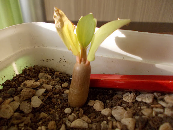 Name:  DSCN0192.jpg
Views: 1193
Size:  62.9 KB